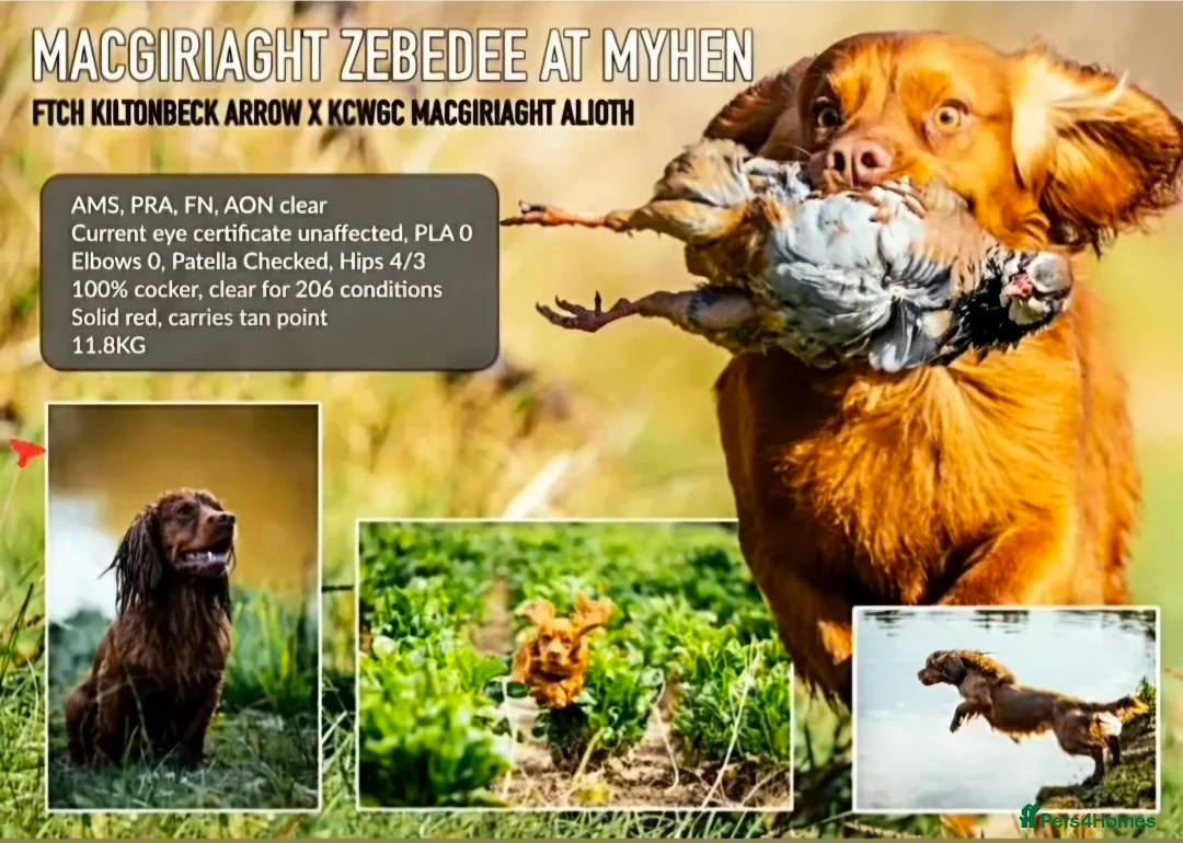 Cocker Spaniel dogs for sale: Working Cocker Spaniel Puppies KC reg & docked  in Port Talbot - Advert 2