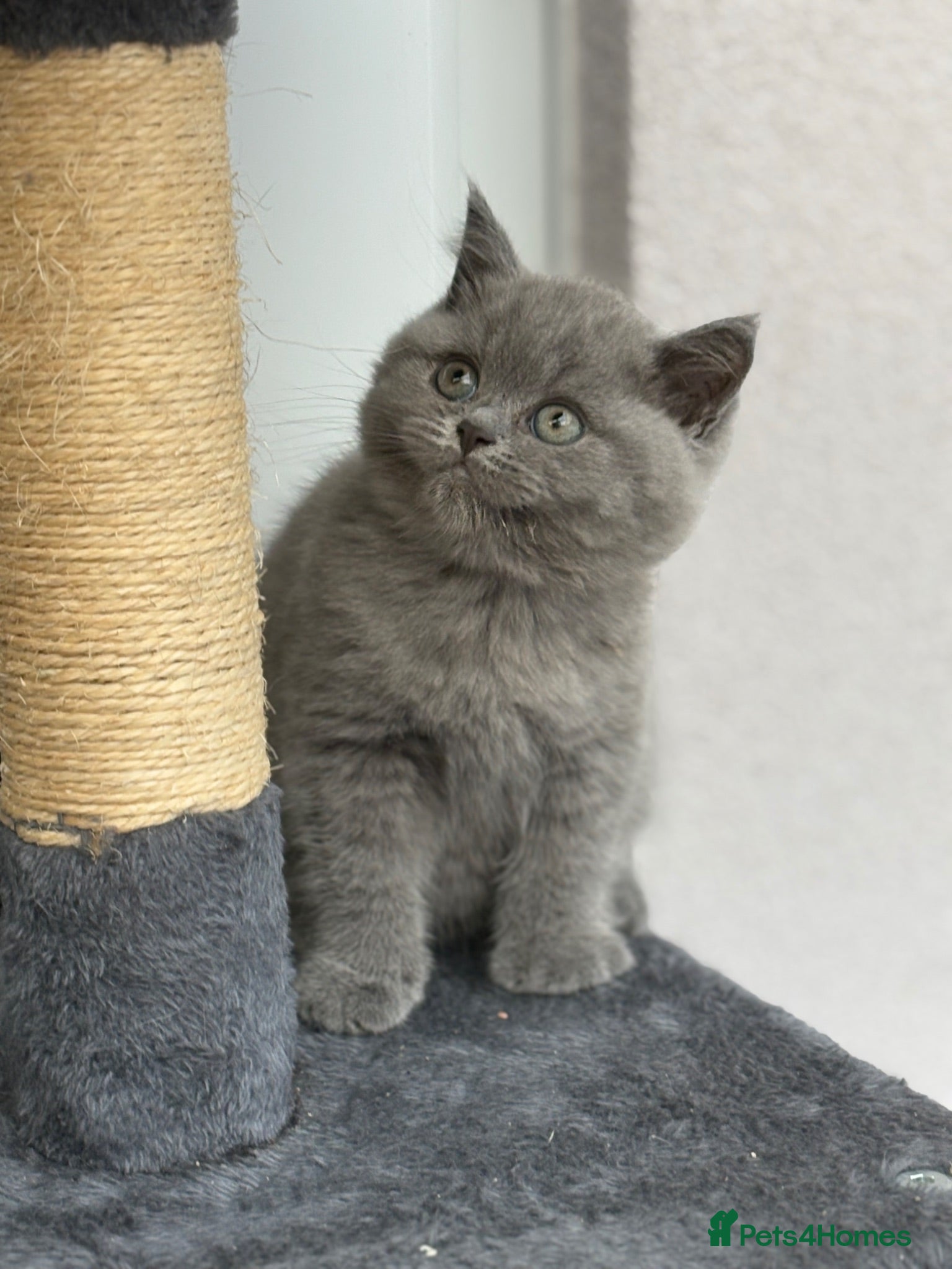 British Shorthair cats Pure British Shorthair Kittens - Advert 2