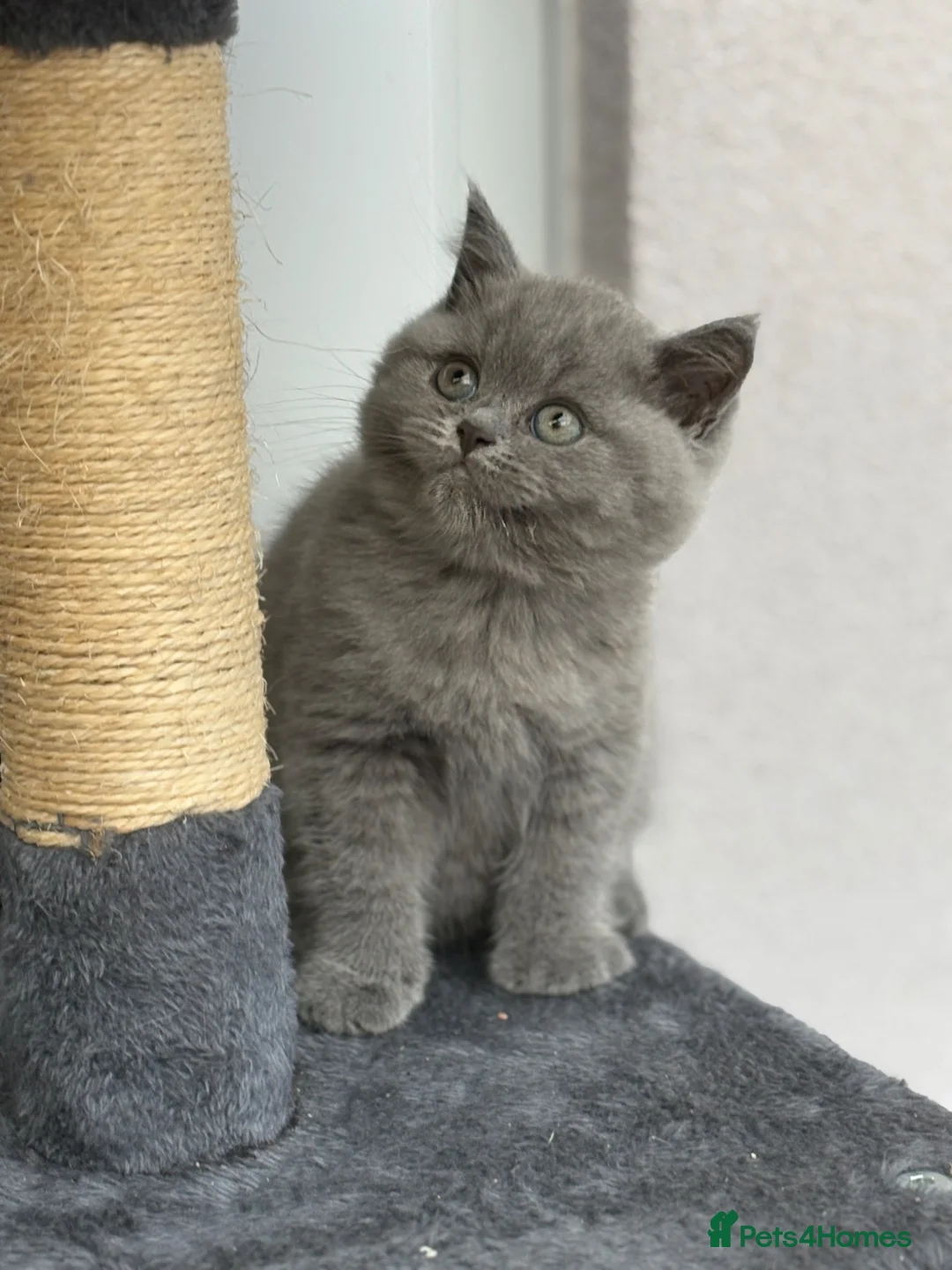 British Shorthair cats for sale: Pure British Shorthair Kittens in Northampton - Advert 1
