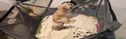 Cocker Spaniel dogs for sale: 1 lovable boy Kc registered show cocker spaniel  - Advert 13