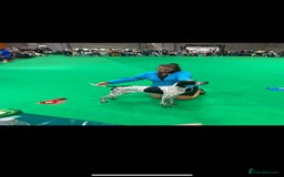Pointer dogs for sale: ⭐️ LAST 3 PUPS REMAINING!⭐️ - Image 15