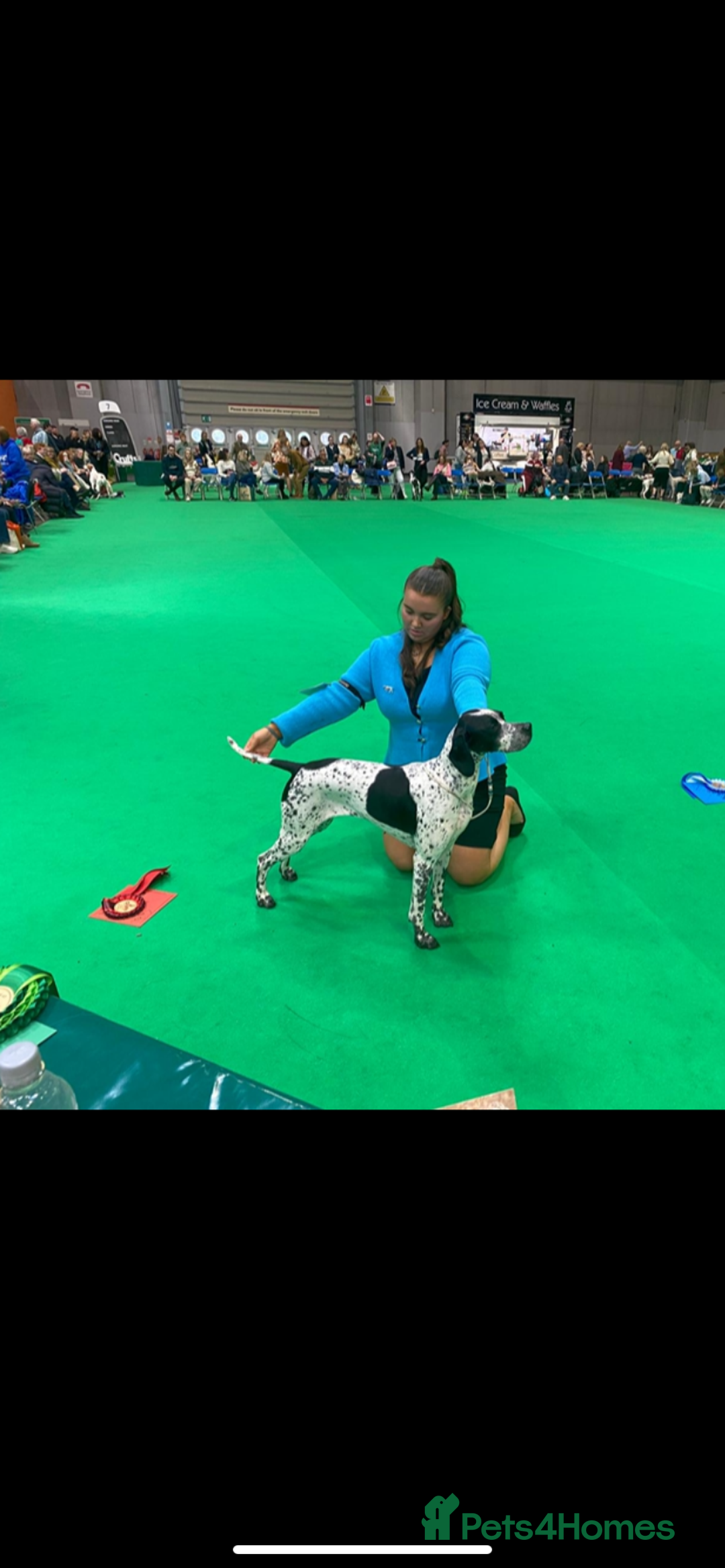 Pointer dogs for sale: ⭐️ LAST 3 PUPS REMAINING!⭐️ - Image 15
