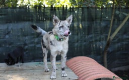 Mixed Breed dogs for adoption: 💙🐶 NICK AND MAILY 🐶💖 - Image 19