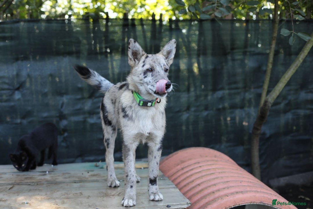 Mixed Breed dogs for adoption: 💙🐶 NICK AND MAILY 🐶💖 - Image 19