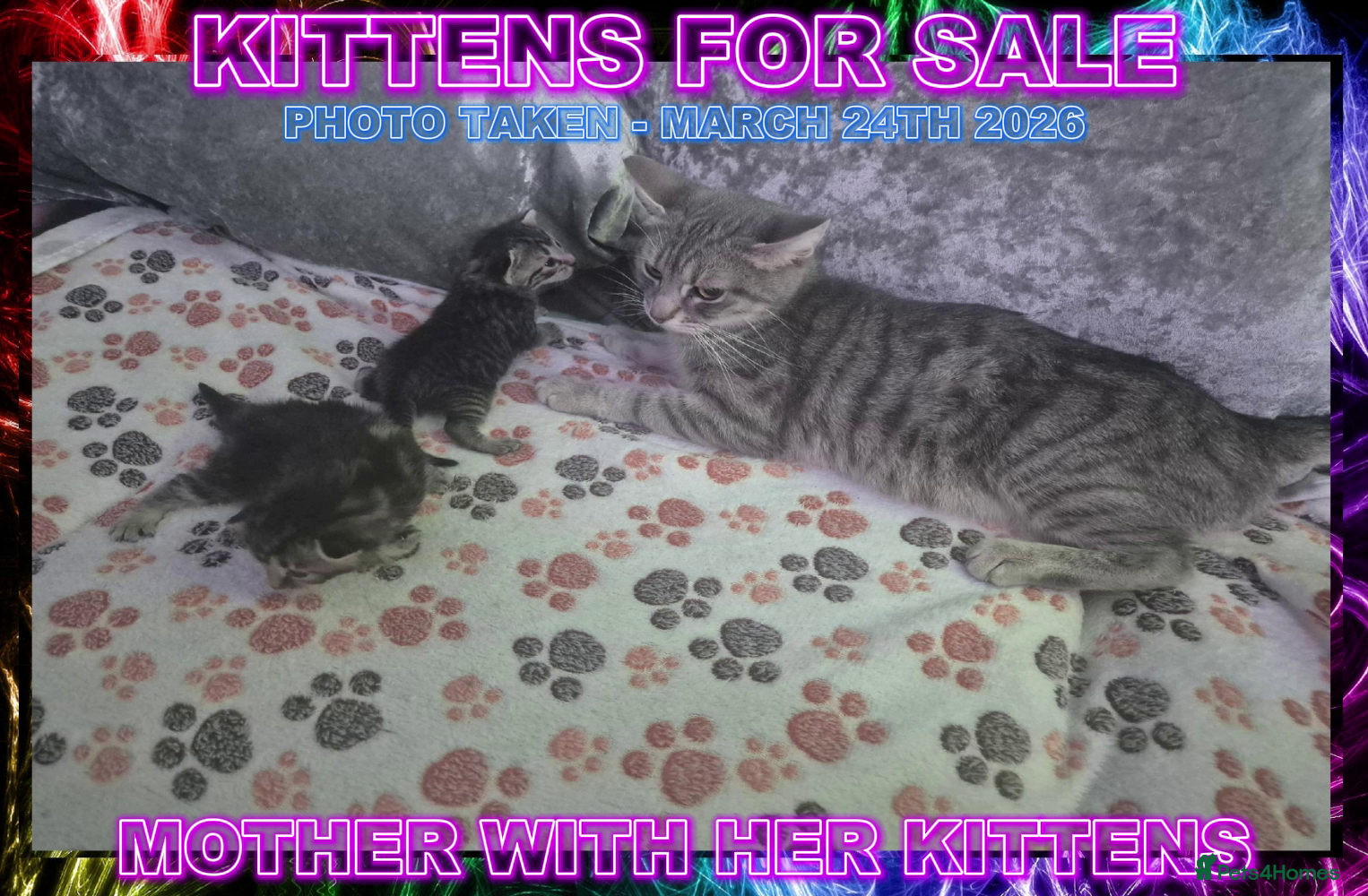 Mixed Breed cats Silver Bengal X Tabby Kittens For Sale - Advert 1