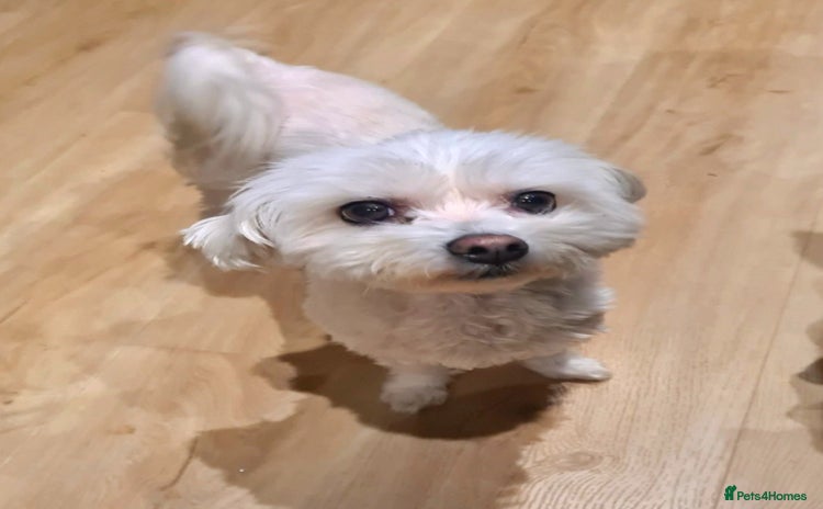 Maltese dogs - Advert 5