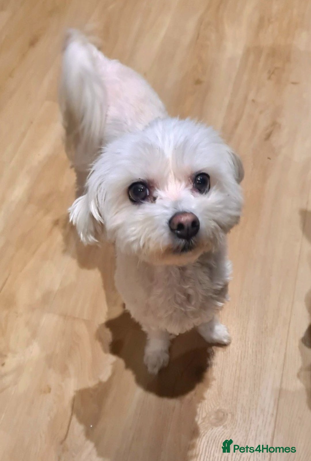 Maltese dogs for sale: Maltese - Image 1