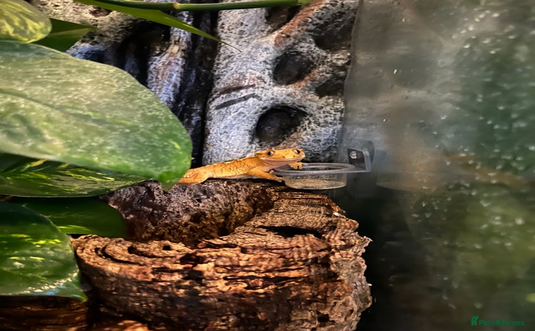 Gecko reptiles - Advert 3