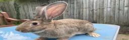 French Lop rabbits for sale: French Lop Bunnies in London - Advert 17