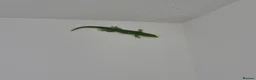 Gecko reptiles for sale: Phelsuma grandis gecko  in Southampton - Advert 4