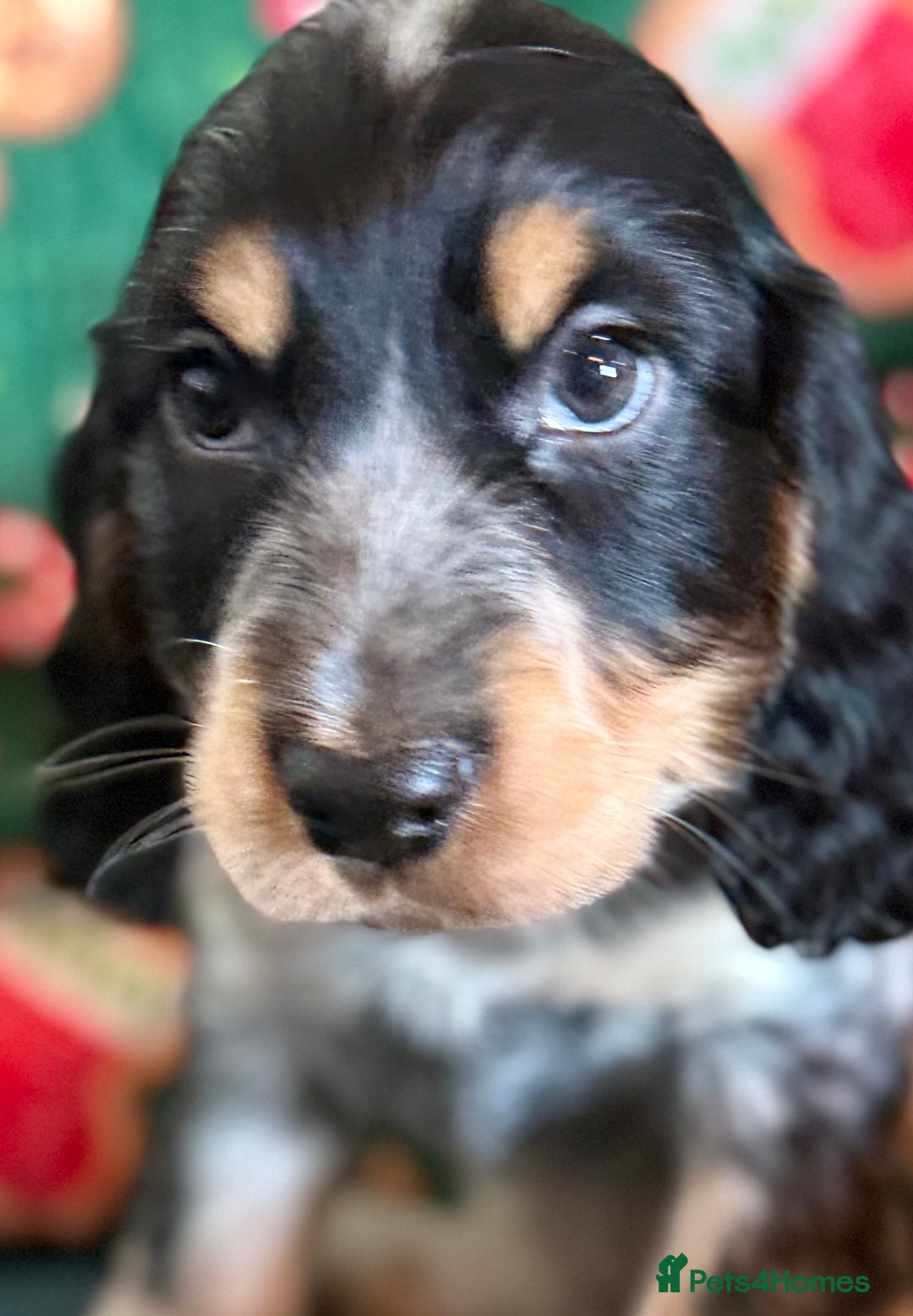 Cocker Spaniel dogs for sale: REDUCED KC SHOW COCKER SPANIEL - Advert 4