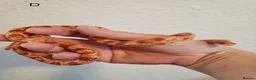 Corn Snake reptiles for sale: Juvenile corn snakes in Doncaster - Advert 7