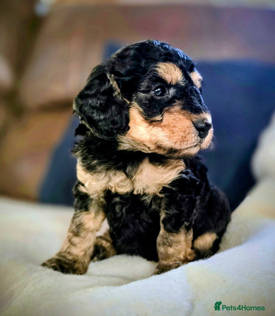 Cockapoo dogs for sale: Stunning F1b cockerpoo male - Advert 11