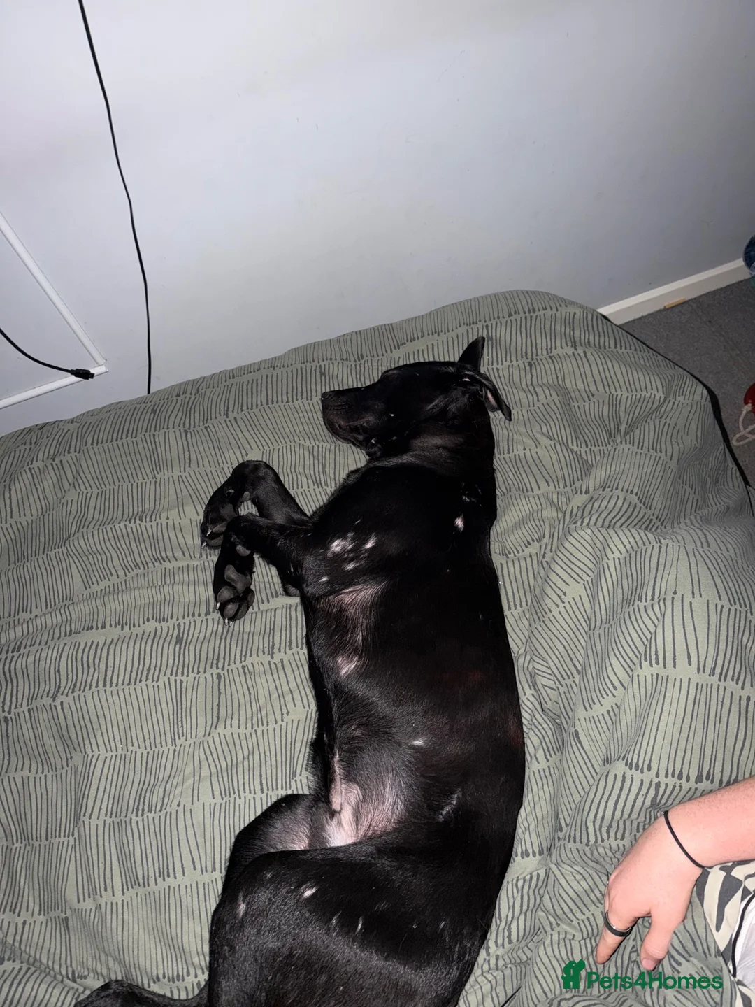 Mixed Breed dogs for sale: 9 Month Old, Rescue  in Peterborough - Advert 4