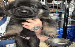 Mixed Breed dogs for sale: Shepweiler puppies READY TO RESERVE! - Image 3