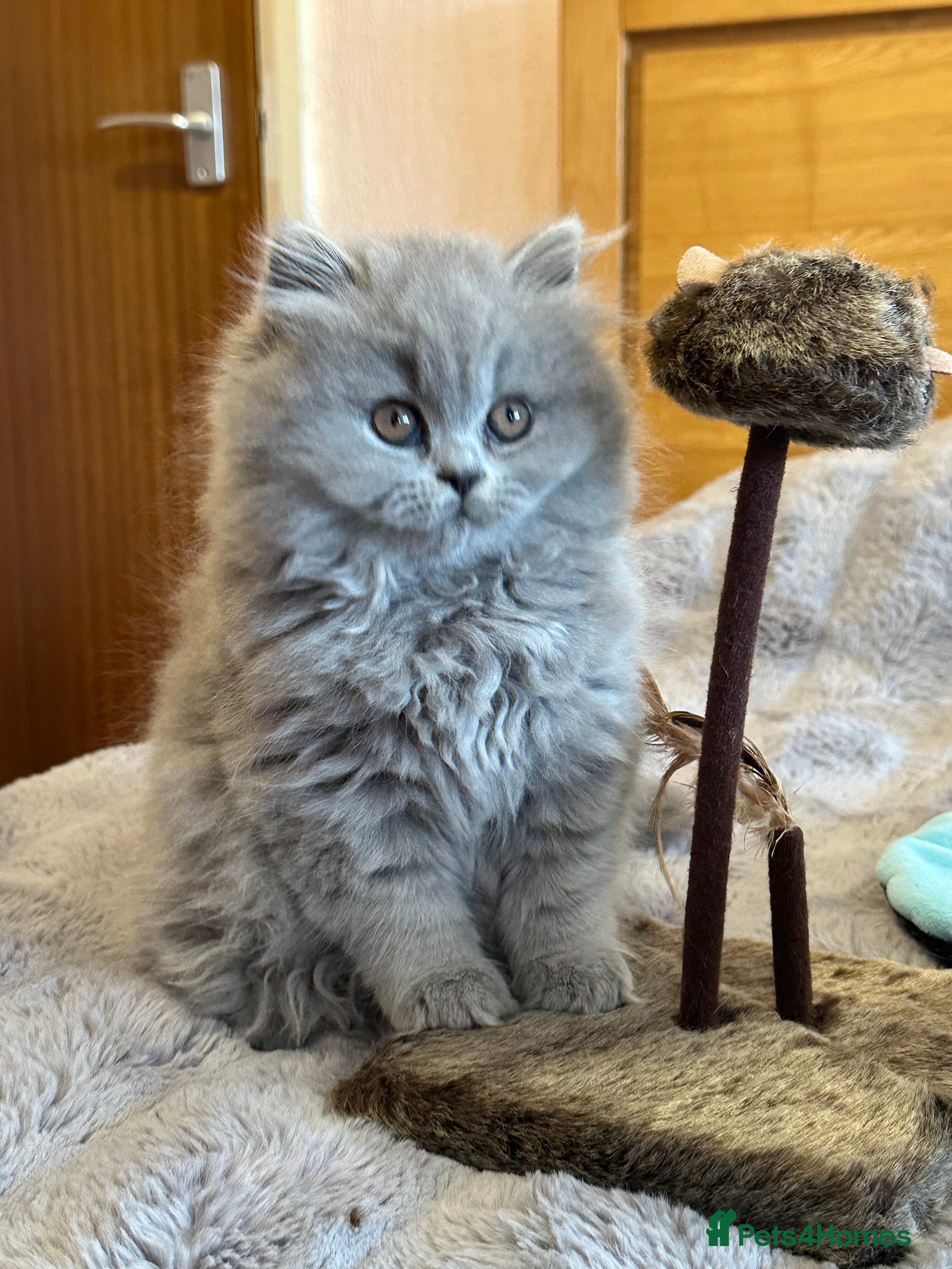 British Shorthair cats GCCF registered kittens  - Advert 2