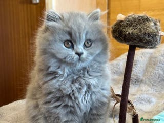British Shorthair cats GCCF registered kittens - Advert 5