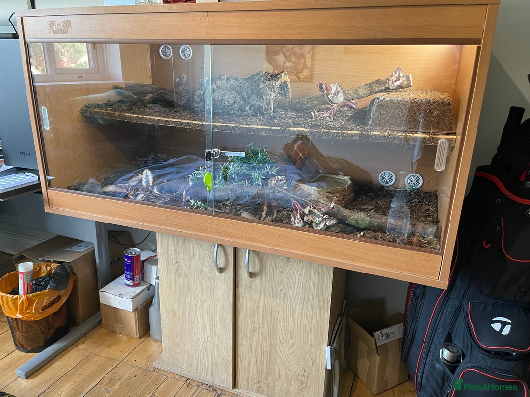 Python Snake reptiles for sale: Adult male enchi morph python with full set up - Image 6