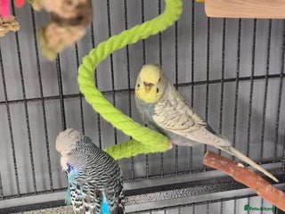 Budgerigars birds - Advert 14