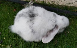 Mini Lop rabbits for sale: Gorgeous Mini lop babies looking for new homes - Image 19
