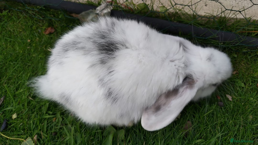 Mini Lop rabbits for sale: Gorgeous Mini lop babies looking for new homes - Image 19