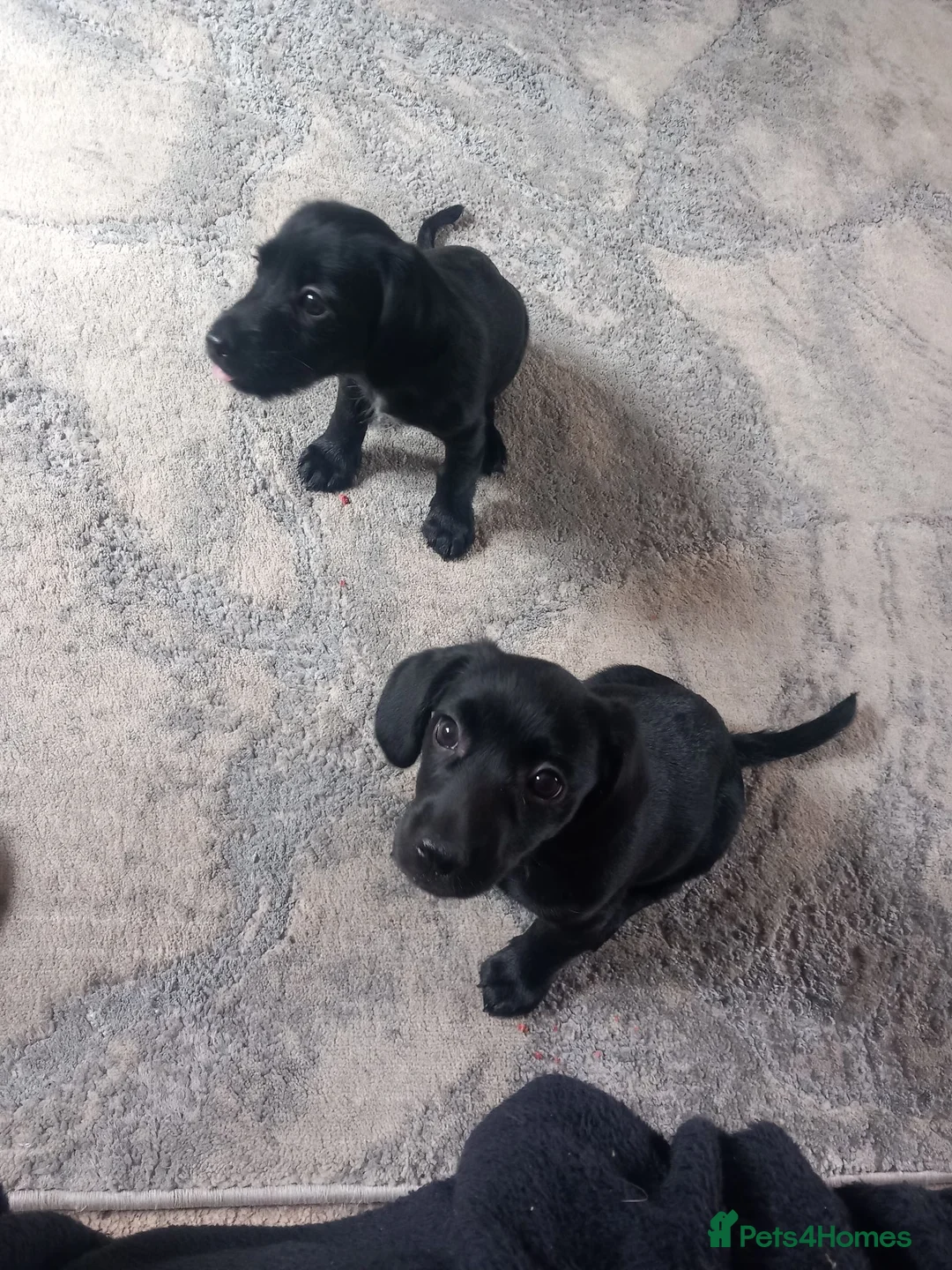 Mixed Breed dogs for sale: 2 female puppies for sale. - Advert 11