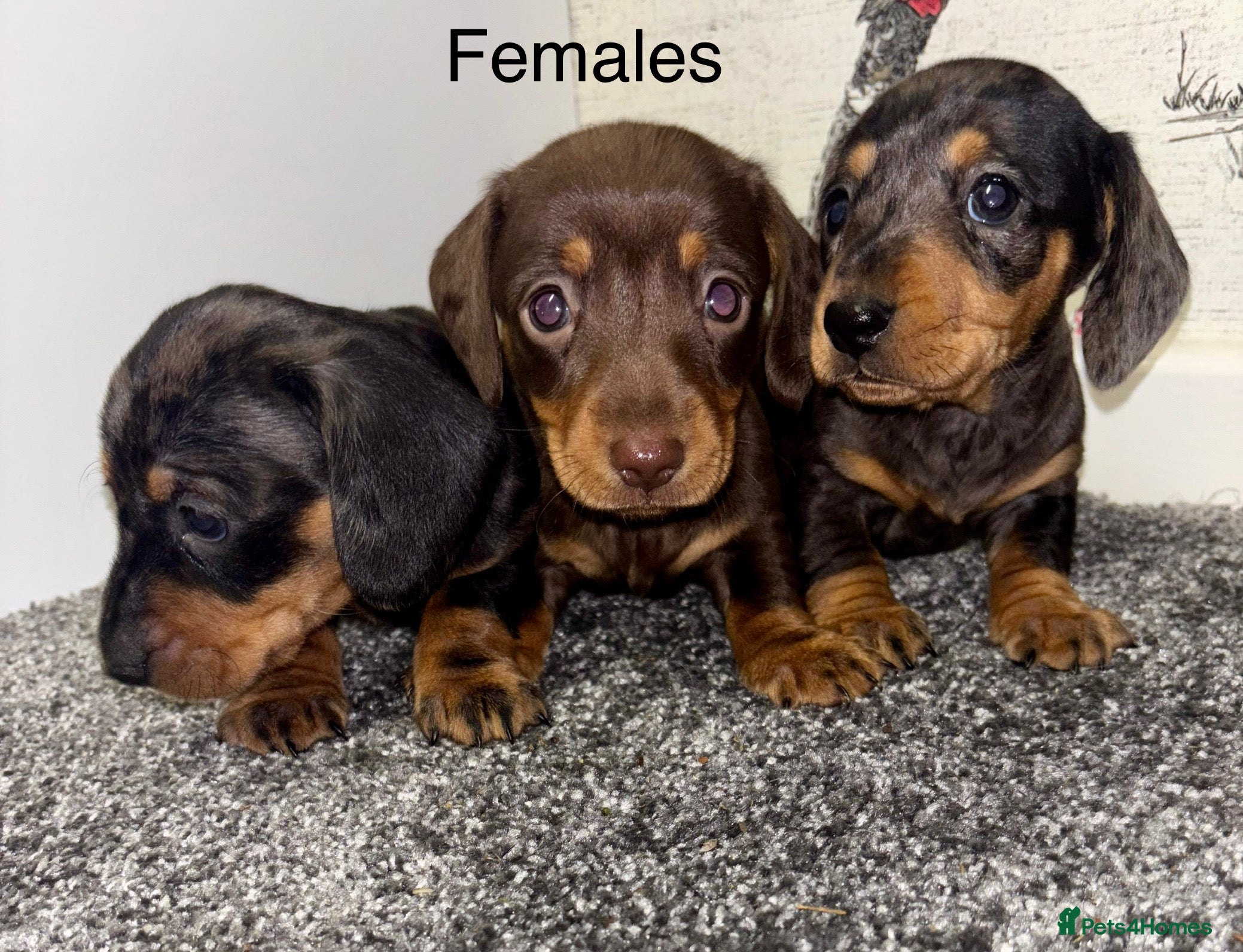 Miniature Dachshund dogs 3 Female Miniature Dachshund puppies for sale! - Advert 1