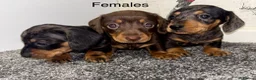 Miniature Dachshund dogs for sale: 3 Female Miniature Dachshund puppies for sale! - Advert 1