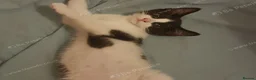 Mixed Breed cats for sale: Male kitten 1 month – boy - Advert 3
