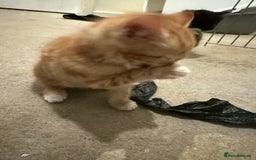 Mixed Breed cats for sale: Beautiful kittens for sale  - Image 9