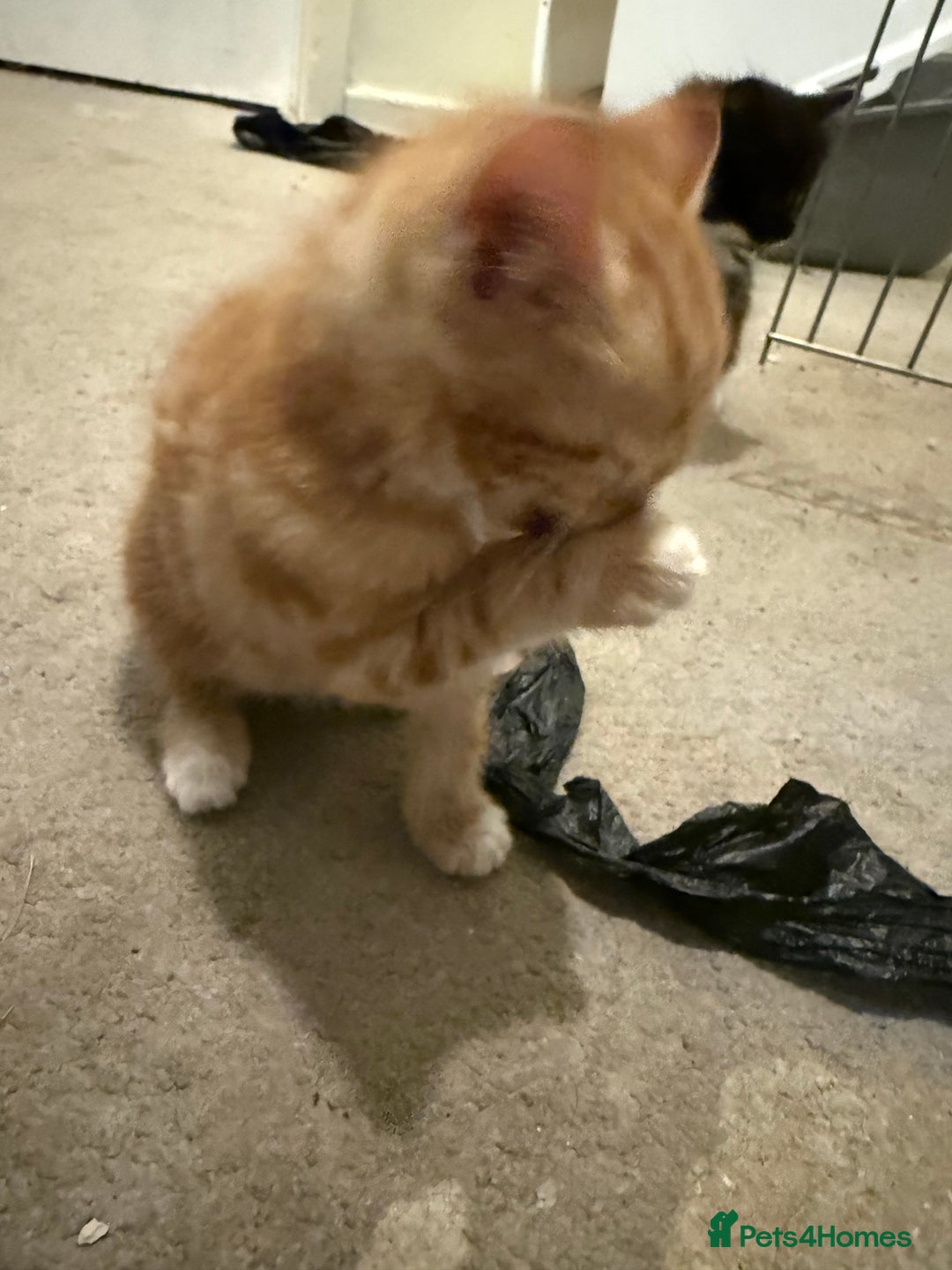 Mixed Breed cats for sale: Beautiful kittens for sale  - Image 9