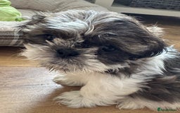 Shih Tzu dogs for sale: Three Beautiful male Shih tzu puppies  - Image 1