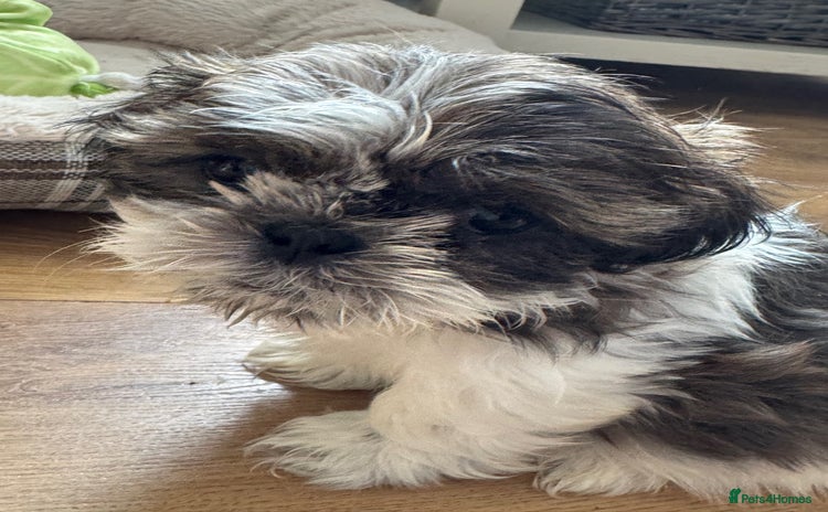 Shih Tzu dogs - Advert 2