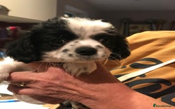 Mixed Breed dogs for sale: Chihuahua X puppies - Advert 4