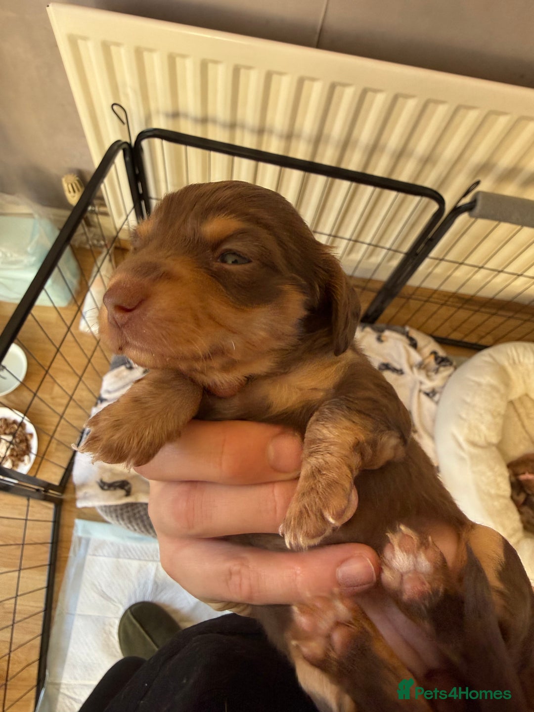 Miniature Dachshund dogs for sale: Long haired miniature dachshund puppy's - Advert 5