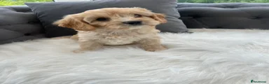 Cavapoo 3