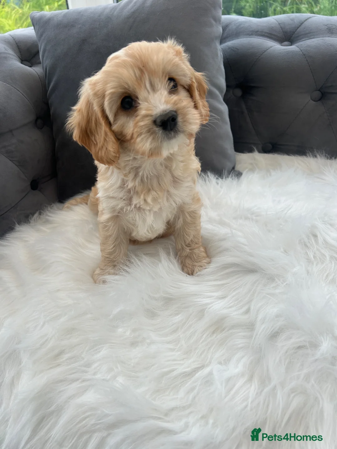 Cavapoo dogs for sale: F1 cavapoo puppies  - Advert 29