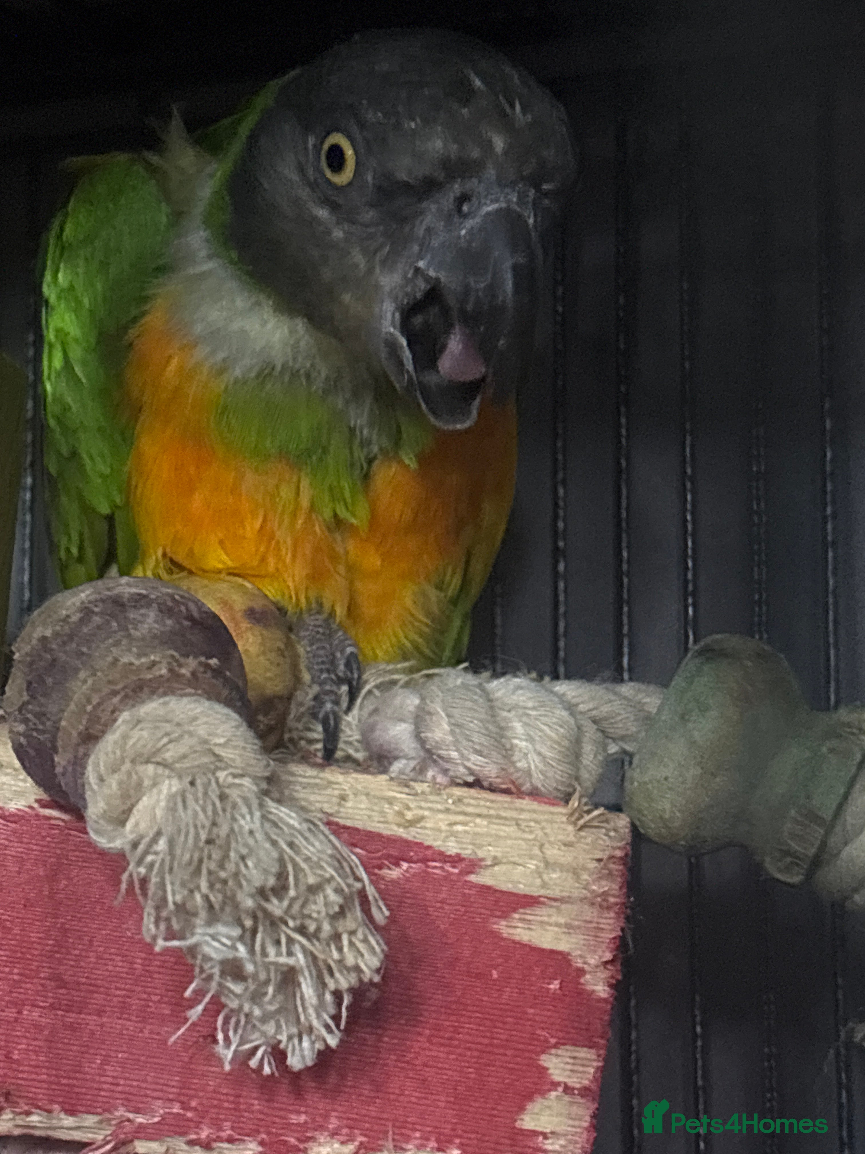 Parrots birds Breeding pair sadly for sale in Kington - Advert 2