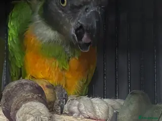 Parrots birds Breeding pair sadly for sale in Kington - Advert 2