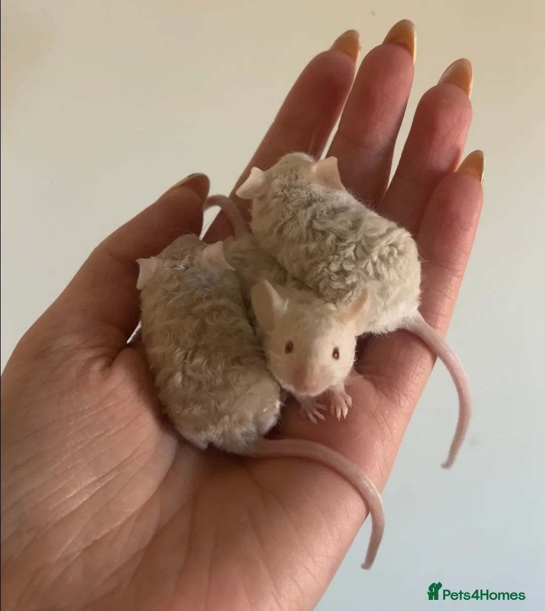 Mouse rodents for sale: Baby Texel Mice - Advert 4