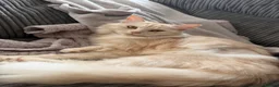 Mixed Breed cats for sale: Female cat in Bristol - Advert 4