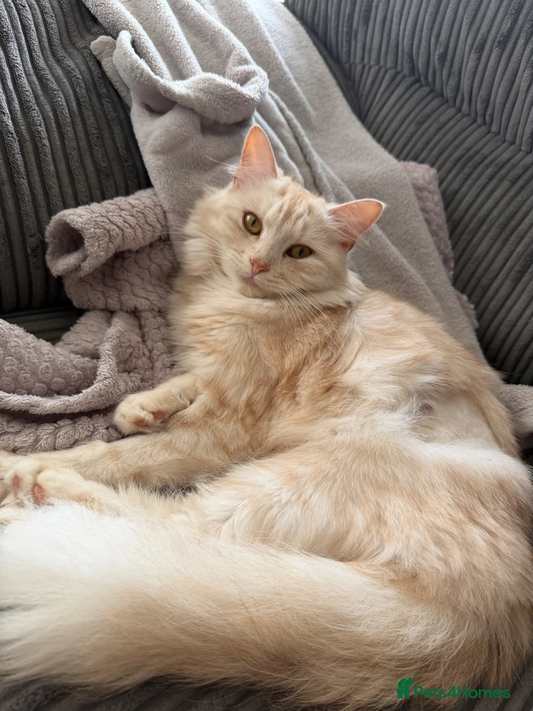 Mixed Breed cats for sale: Female cat in Bristol - Advert 4