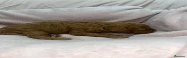 FOX RED GIRL 