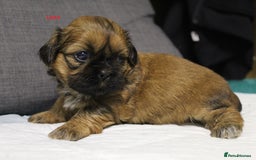 Shih Tzu dogs for sale: LOVELY SHIH TZU PUPPIES  - Image 26
