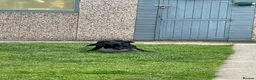 Labrador Retriever dogs for sale: 11 month old male Black Labrador for sale - Advert 10