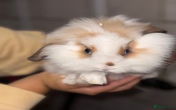 Lionhead rabbits for sale: 2 Lionhead Girls For Rehoming  - Image 1