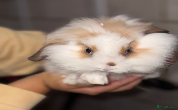 Lionhead rabbits - Advert 1