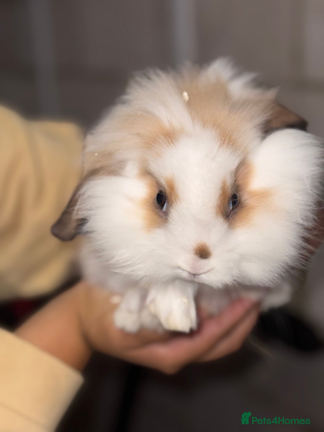 Lionhead rabbits for sale: 2 Lionhead Girls For Rehoming  - Image 1