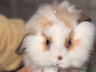 Lionhead rabbits - Advert 18
