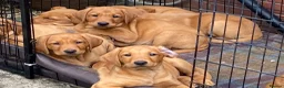 Labrador Retriever dogs for sale: Fox Red Labradors - Advert 3